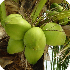 Coconut Puzzle