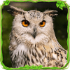 Furious Owl Simulator