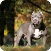 Pitbull Dogs Breed Jigsaw New Puzzles