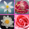 Flower Memory Game - Brain Training Adults Kids