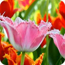 3D Fascinating Tulips Free