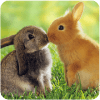 Talking Rabbit