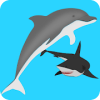 Dolphin Adventure