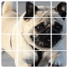 Pugs PicturesThe Cute Pug Puzzle Game