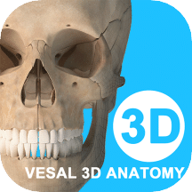 维萨里3D解剖v5.4.1