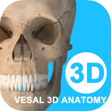 维萨里3D解剖v5.4.2