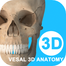 维萨里3D解剖v5.4.4