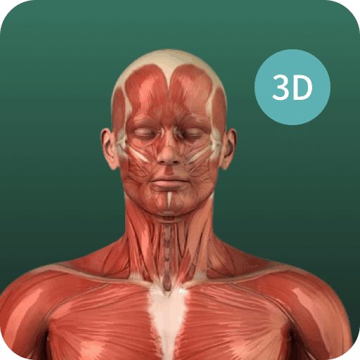 3d解剖